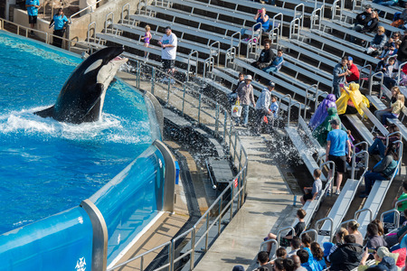 SAN DIEGO, USA - NOVEMBER, 15 2015 - The orca killer whale show at Sea World aquatic park. SeaWorld...