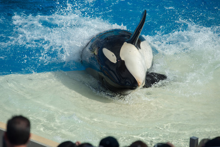 SAN DIEGO, USA - NOVEMBER, 15 2015 - The orca killer whale show at Sea World aquatic park. SeaWorld...