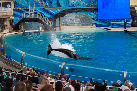 SAN DIEGO, USA - NOVEMBER, 15 2015 - The orca killer whale show at Sea World aquatic park. SeaWorld killer whale died at San Antonio park and all the show were cancelledのeditorial素材