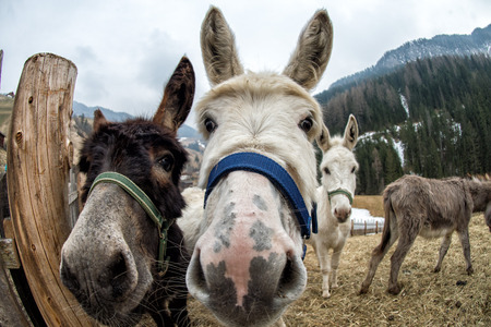 mule donkey portrait close up on mountain backgroundの写真素材