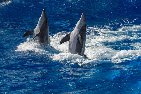 common dolphin jumping outside the pacific ocean in California