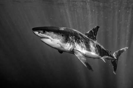 Great White shark while coming to you on deep blue ocean background in black and whiteの写真素材
