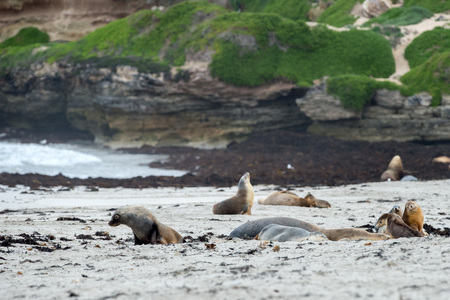 australian sea lion in kangaroo island sandy beachの写真素材