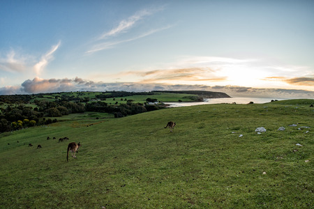 Kangaroos while looking at you at sunset in kangaroo island