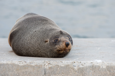 Wild Australia Fur seal close up portrait while looking at youの写真素材