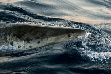 Great White shark while coming to you on deep blue ocean backgroundの写真素材