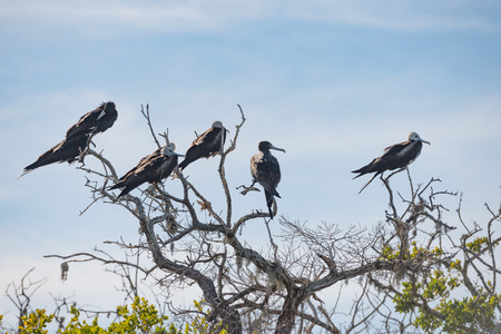 Frigate bird while on the sky background in Baja California Sur Mexicoの写真素材
