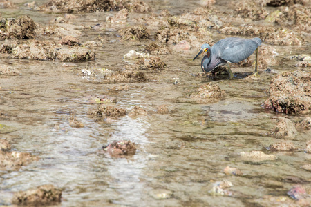 Young Blue black heron portrait on the sea backgroundの写真素材