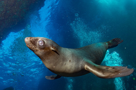 Puppy sea lion seal coming to you to have fun and play