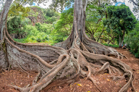 enormous roots big tree at Arlington botanical gardensset of pirates of caribbeanの写真素材