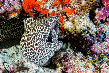 leopard eel mooray portrait while hiding on its reef nestの写真素材