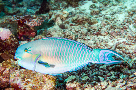 parrot fish in maldives close up