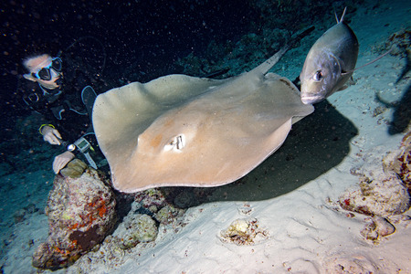 parsnip stingray fish on sand underwater