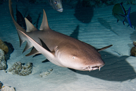 Nurse Shark and yellow pilot fish close up on black background while diving in Maldivesの写真素材