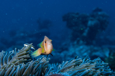Clown fish portait while looking at you from anemone tentaclesの写真素材