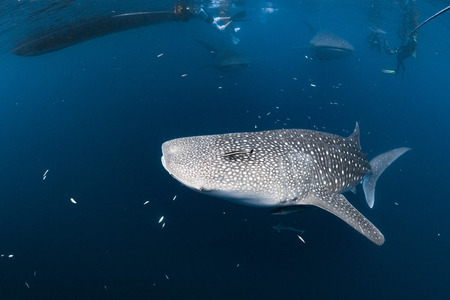 Whale Shark very near looking at you underwater in Papuaの写真素材