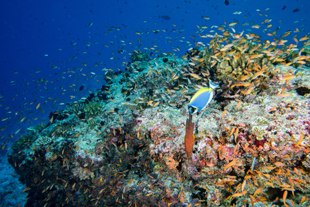 Maldives corals house for Fishes underwater landscape
