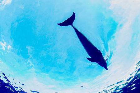 silhouette of dolphin underwater on ocean backgroundの写真素材