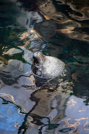monk seal relaxing on surface of calm seaの写真素材