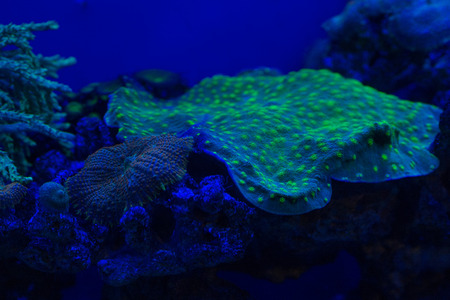 Colorful hard coral macro while divingの写真素材