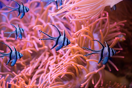 cardinal fish close up portraitの写真素材