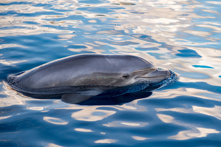 tursiop dolphin portrait while looking at you from oceanの写真素材