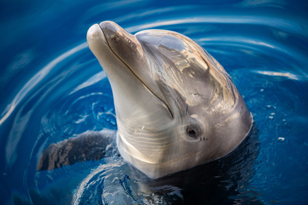 tursiop dolphin portrait while looking at you from oceanの写真素材
