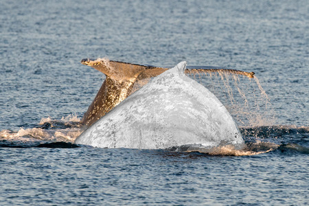 white whale while swimming in the oceanの写真素材