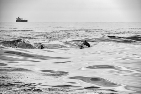dolphin jumping outside the sea in black and whiteの写真素材