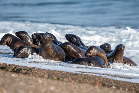 patagonia puppy sea lion portrait seal on the beachの写真素材