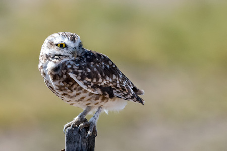 Owl of patagonia portrait while looking at youの写真素材