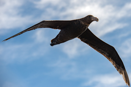 argentina patagonia petrel bird close up portrait in flyの写真素材