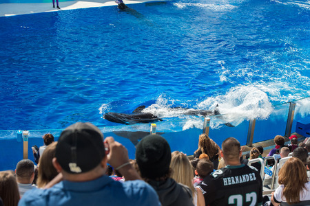 SAN DIEGO, USA - NOVEMBER, 15 2015 - The orca killer whale show at Sea World aquatic park. SeaWorld killer whale died at San Antonio park and all the show were cancelledのeditorial素材