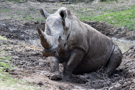 white rhino while looking at you and playing in the mudの写真素材