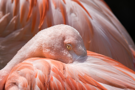 Pink flamingo portrait eye detailの写真素材