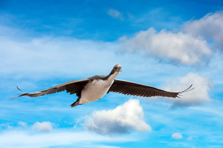 black cormorant splashing on the seaの写真素材