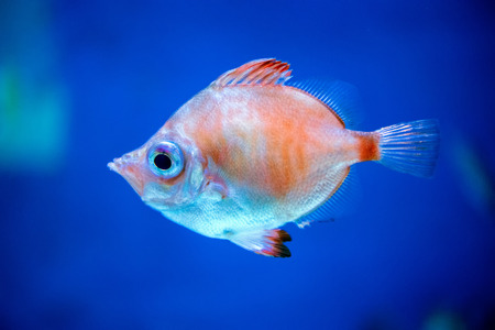 colorful reef underwater landscape with fishes and corals