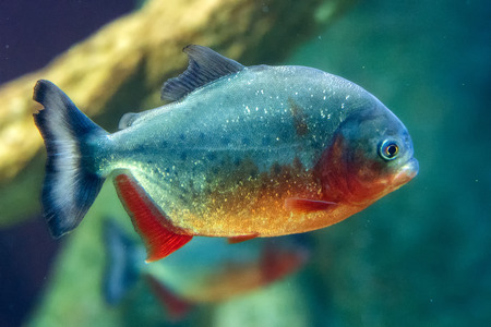 piranha fish underwater  close up portraitの写真素材