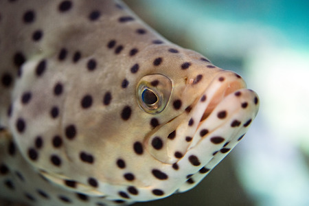 black spotted white colorful grouper detailの写真素材