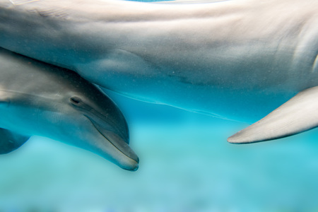 Dolphins Close to you while swimming in the deep blue seaの写真素材
