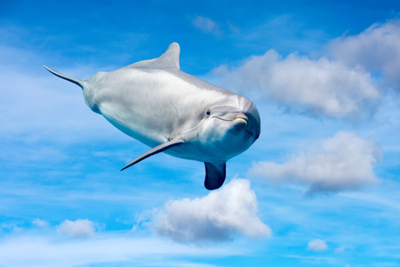 tursiop dolphins playing in the blue sky backgroundの写真素材