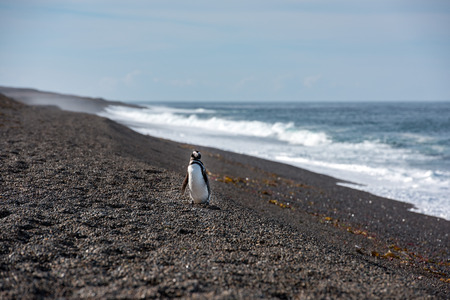 small Patagonia penguin close up portrait on the beach looking at youの写真素材