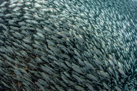 inside a giant sardines school of fish bait ball