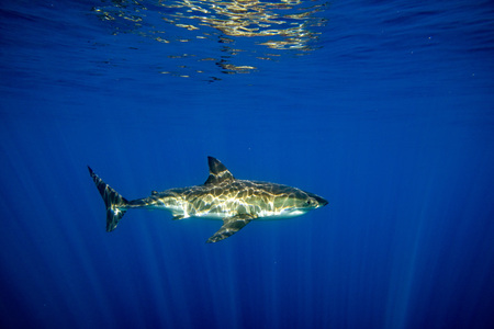 Great White shark while coming to you on deep blue ocean backgroundの写真素材