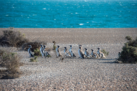 Patagonia penguin group while walking on the beachの写真素材