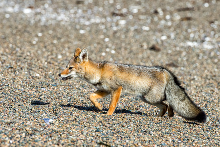 portrait of a grey fox on the beachの写真素材