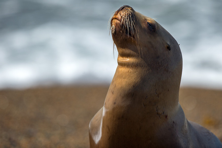 patagonia sea lion portrait seal on the beach while looking at youの写真素材