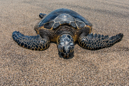 Green Turtle while relaxing on sandy beach
