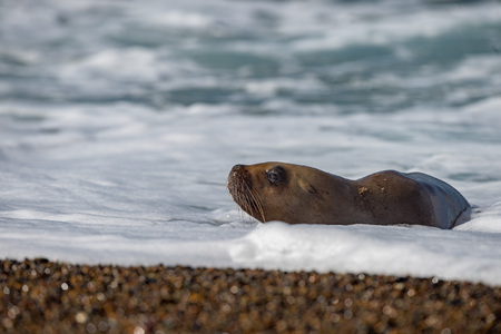 patagonia sea lion portrait seal on the beach on white foam ocean backgroundの写真素材