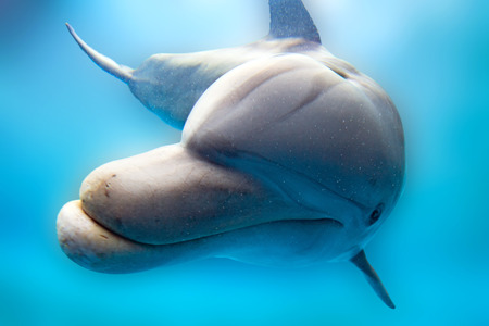 tursiop dolphin portrait detail of eye while looking at you from oceanの写真素材